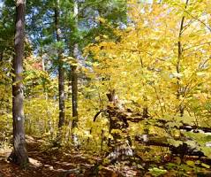 Algonquin Park Forest